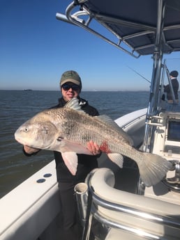 Black Drum fishing in Galveston, Texas