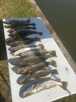 Speckled Trout / Spotted Seatrout fishing in Rio Hondo, Texas