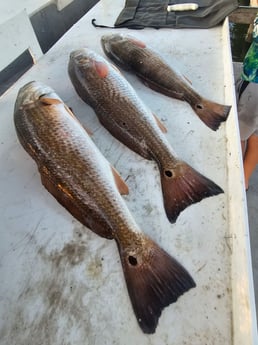 Fishing in Aransas Pass, Texas