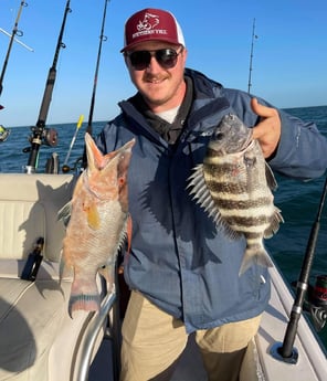 Hogfish, Sheepshead fishing in Clearwater, Florida