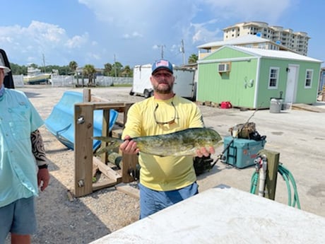 Mahi Mahi / Dorado fishing in Pensacola, Florida