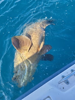 Red Snapper fishing in Clearwater, Florida