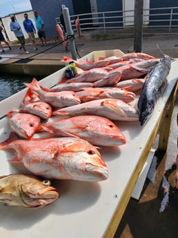 Red Grouper, Red Snapper, Wahoo Fishing in Galveston, Texas