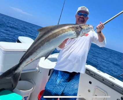 Cobia fishing in Freeport, Texas