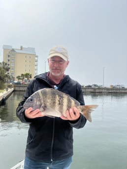 Sheepshead fishing in Panama City, Florida