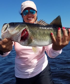 Largemouth Bass fishing in Fort Lauderdale, Florida