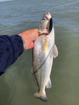 Speckled Trout / Spotted Seatrout fishing in Galveston, Texas