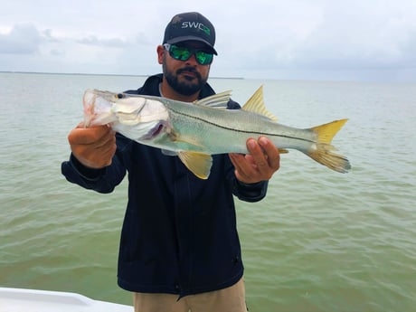 Snook fishing in Tavernier, Florida