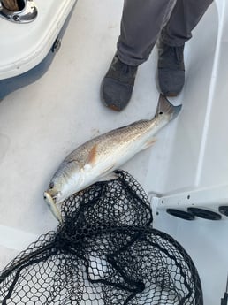 Red Snapper Fishing in Galveston, Texas