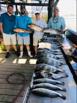 Black Drum, Redfish, Sheepshead, Speckled Trout / Spotted Seatrout fishing in Surfside Beach, Texas