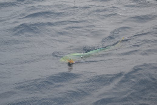 Mahi Mahi / Dorado fishing in Galveston, Texas