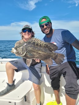 Tripletail fishing in Clearwater, Florida