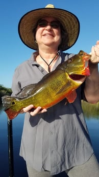 Peacock Bass Fishing in Fort Lauderdale, Florida