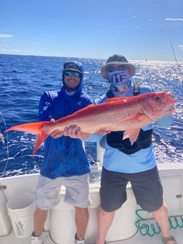 Queen Snapper Fishing in Marathon, Florida