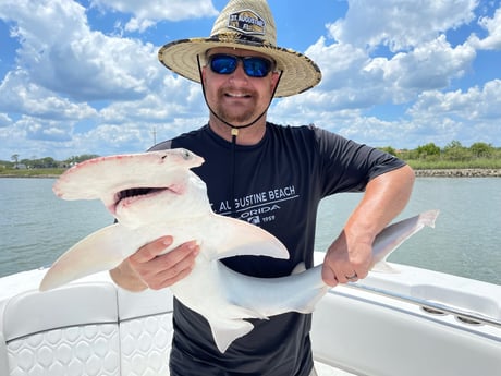 Bonnethead Shark fishing in St. Augustine, Florida