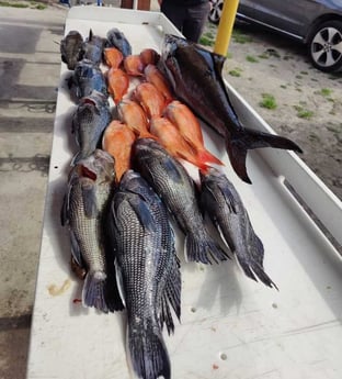 Black Seabass, Cobia, Vermillion Snapper Fishing in Jacksonville, Florida