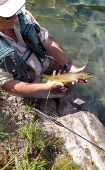 Brown Trout fishing in Senegüé, Spain