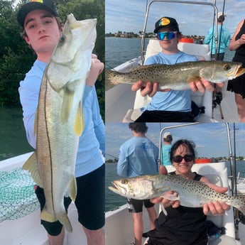 Snook, Speckled Trout / Spotted Seatrout fishing in Sarasota, Florida