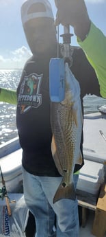 Redfish fishing in Galveston, Texas