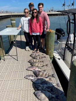 Sheepshead Fishing in Gulf Shores, Alabama