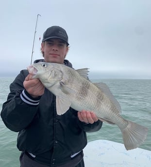 Black Drum fishing in Corpus Christi, Texas