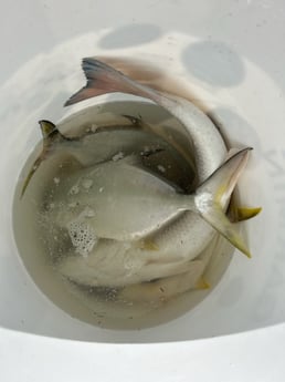 Florida Pompano, Redfish Fishing in Destin, Florida