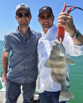 Black Drum Fishing in Clearwater, Florida