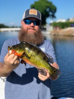 Peacock Bass Fishing in Delray Beach, Florida