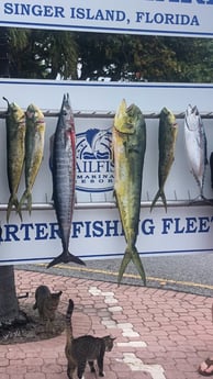 Mahi Mahi / Dorado fishing in West Palm Beach, Florida