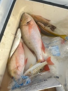 Mutton Snapper, Yellowtail Snapper Fishing in Key Largo, Florida