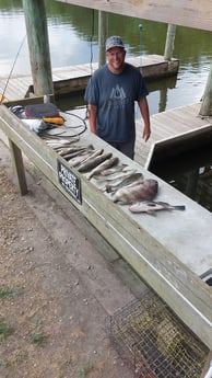 Black Drum, Speckled Trout Fishing in Saint Bernard, Louisiana