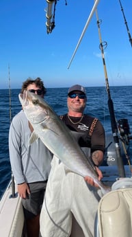 Amberjack fishing in Clearwater, Florida