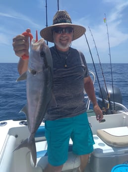 Amberjack fishing in Clearwater, Florida