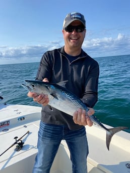 Little Tunny / False Albacore fishing in Beaufort, North Carolina