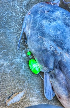 Blue Catfish Fishing in Dallas, Texas