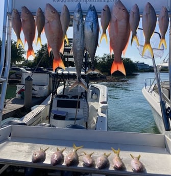 King Mackerel / Kingfish, Mutton Snapper, Yellowtail Snapper Fishing in Marathon, Florida