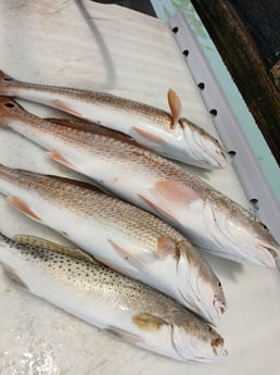 Fishing in South Padre Island, Texas