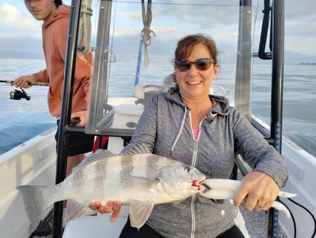 Black Drum Fishing in Sarasota, Florida