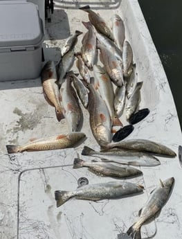 Redfish, Speckled Trout / Spotted Seatrout fishing in Port O&#039;Connor, Texas