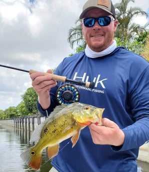 Peacock Bass fishing in Delray Beach, Florida