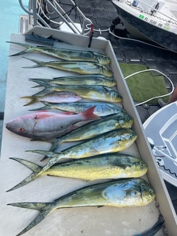 Mahi Mahi, Mutton Snapper, Yellowtail Snapper Fishing in Key Largo, Florida