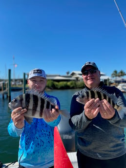 Sheepshead fishing in Sarasota, Florida