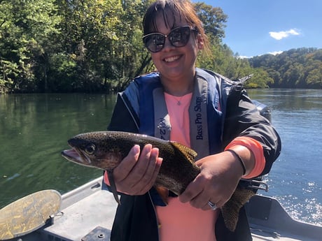 Rainbow Trout fishing in Knoxville, Tennessee