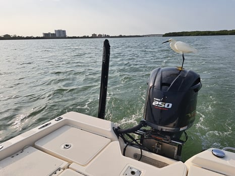 Boat photo for Inshore Fishing Trip Afternoon Action