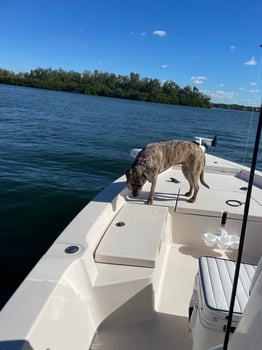 Boat photo for Sarasota Classic Trip