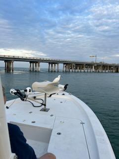 Boat photo for Private 4 hour - Sarasota Bay