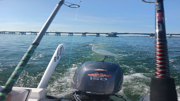 Boat photo for Private 4 hour - Sarasota Bay