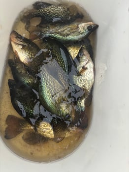 Boat photo for Black Crappie/ Pan fish Meat trips