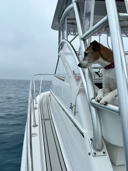 Boat photo for Addiction Risk: Snorkel for Lobsters