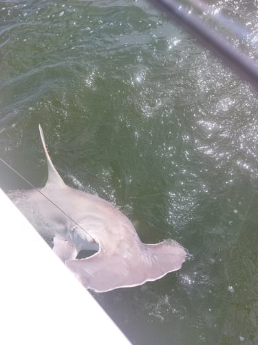 Shark And Bull Drum Trip In Galveston
